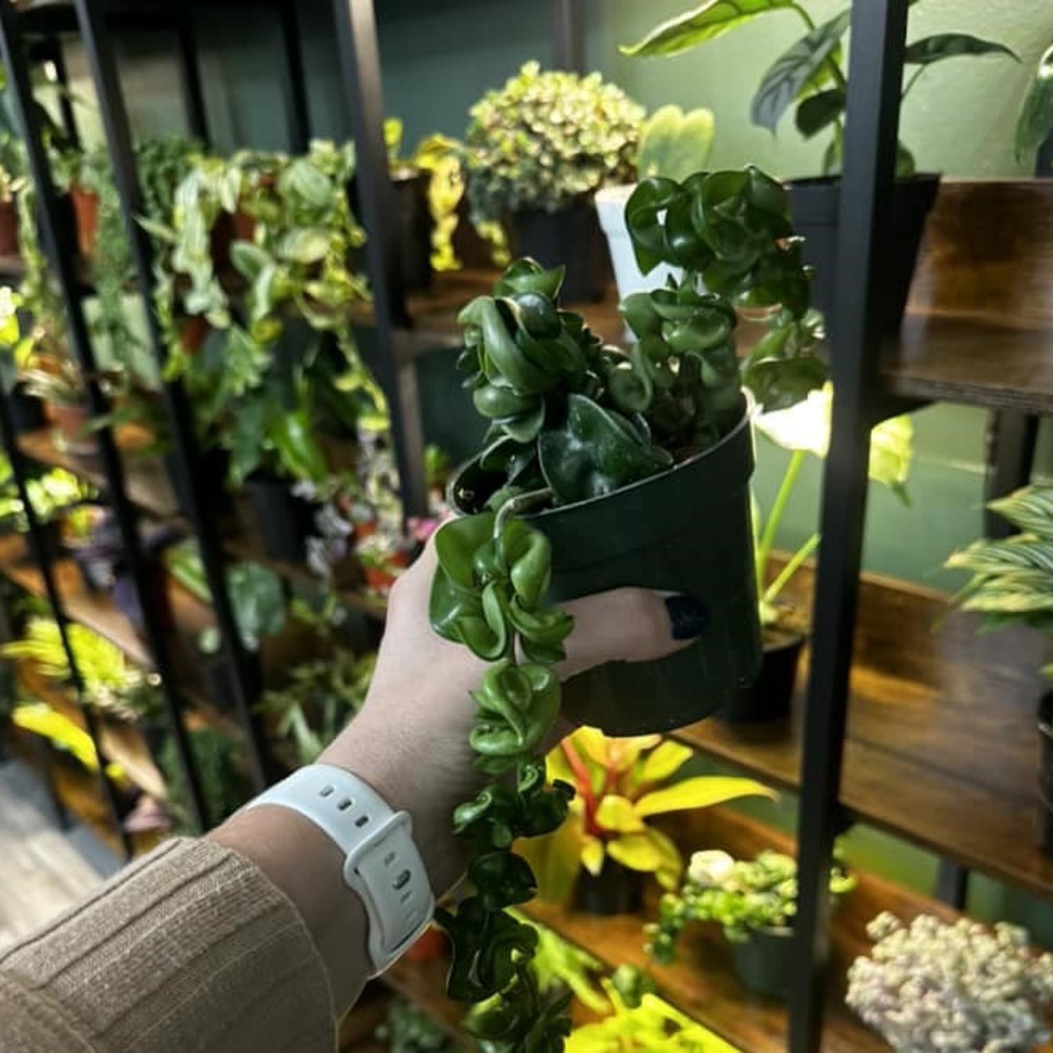 The Plant Spot