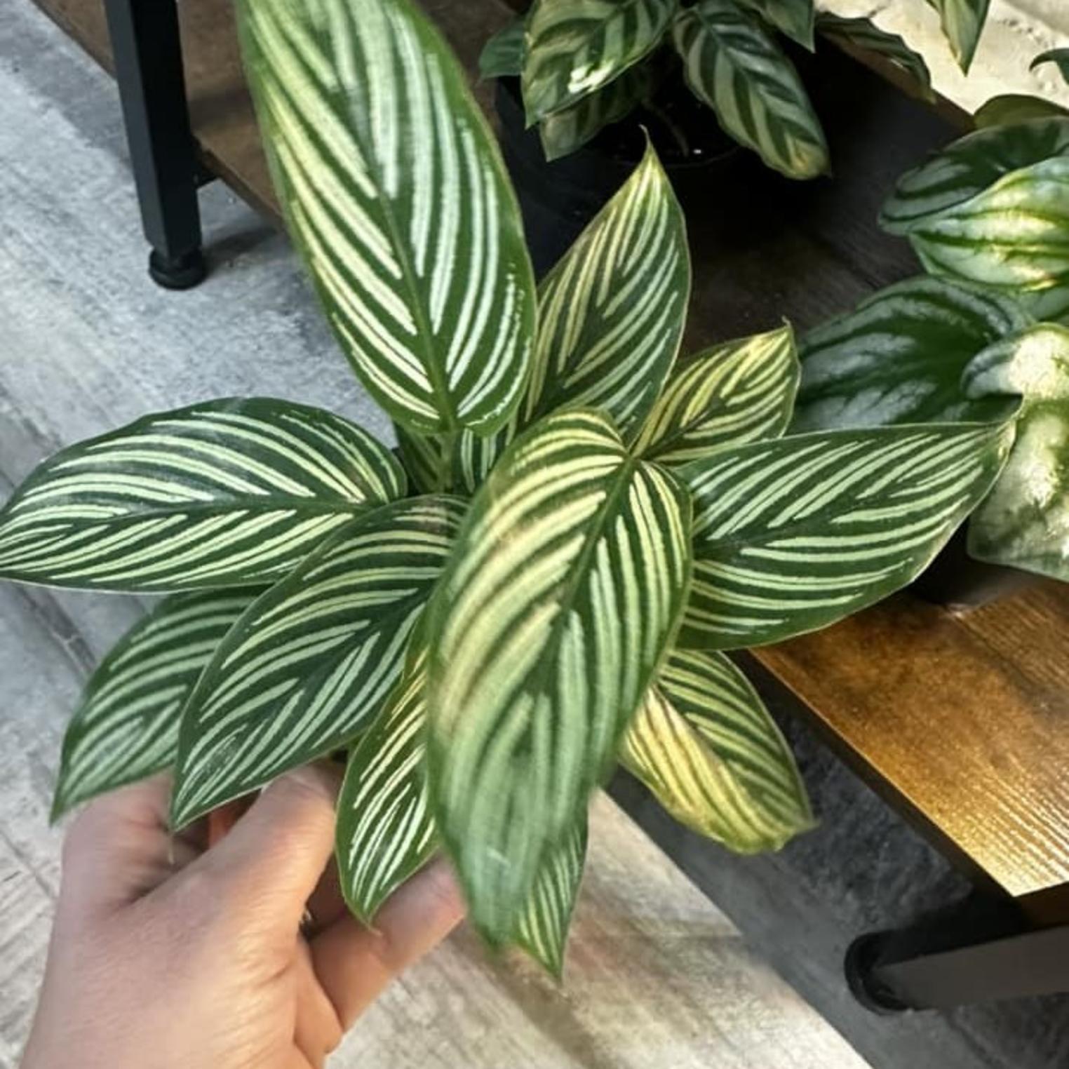 The Plant Spot