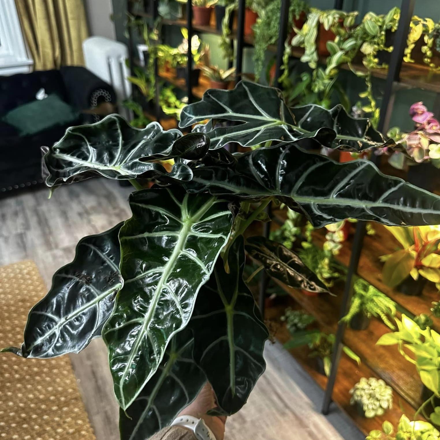 The Plant Spot