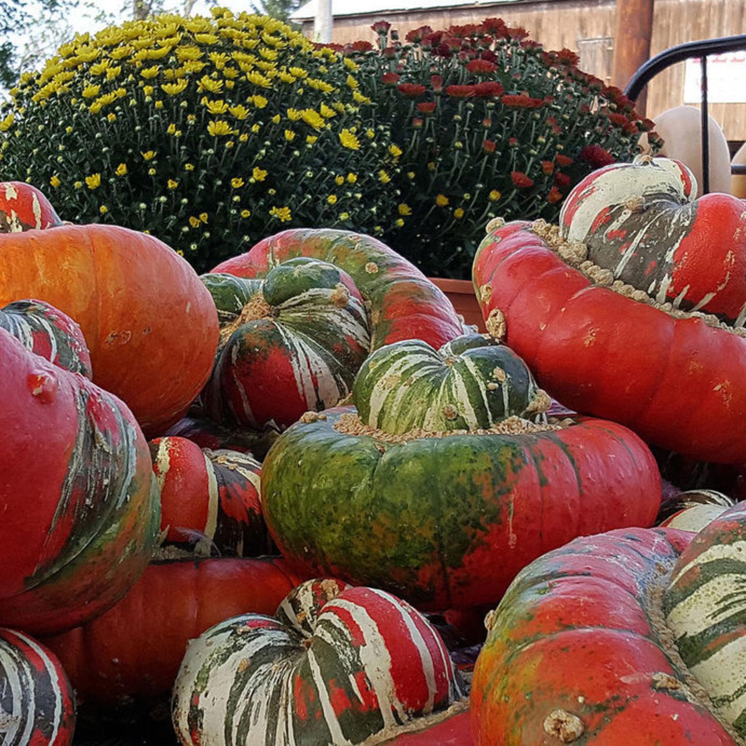 Punkin Point Farm