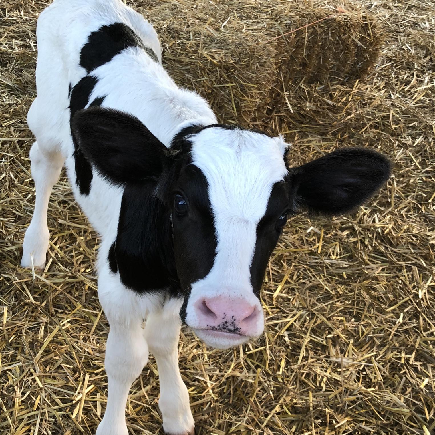 Stoner's Dairy Farm & Corn Maze
