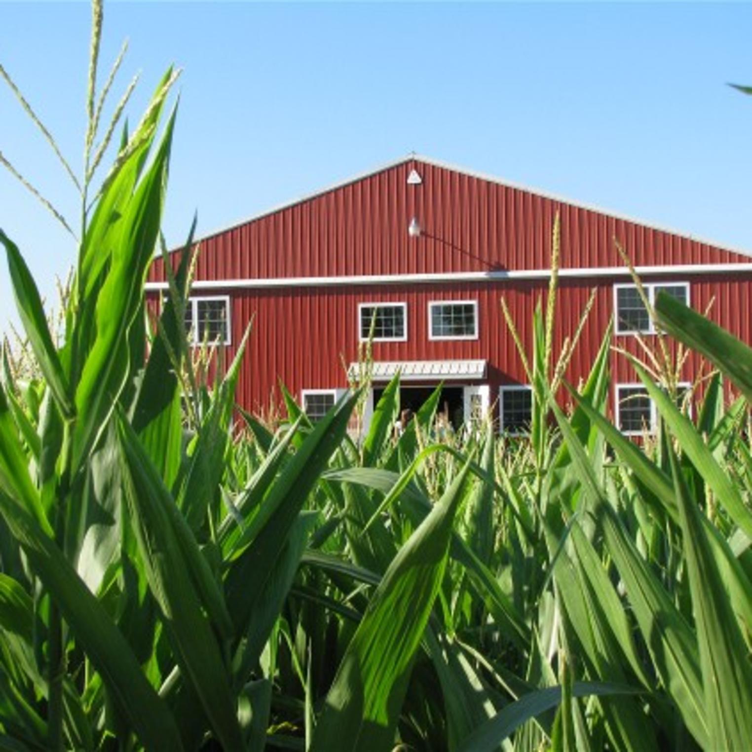 Stoner's Dairy Farm & Corn Maze