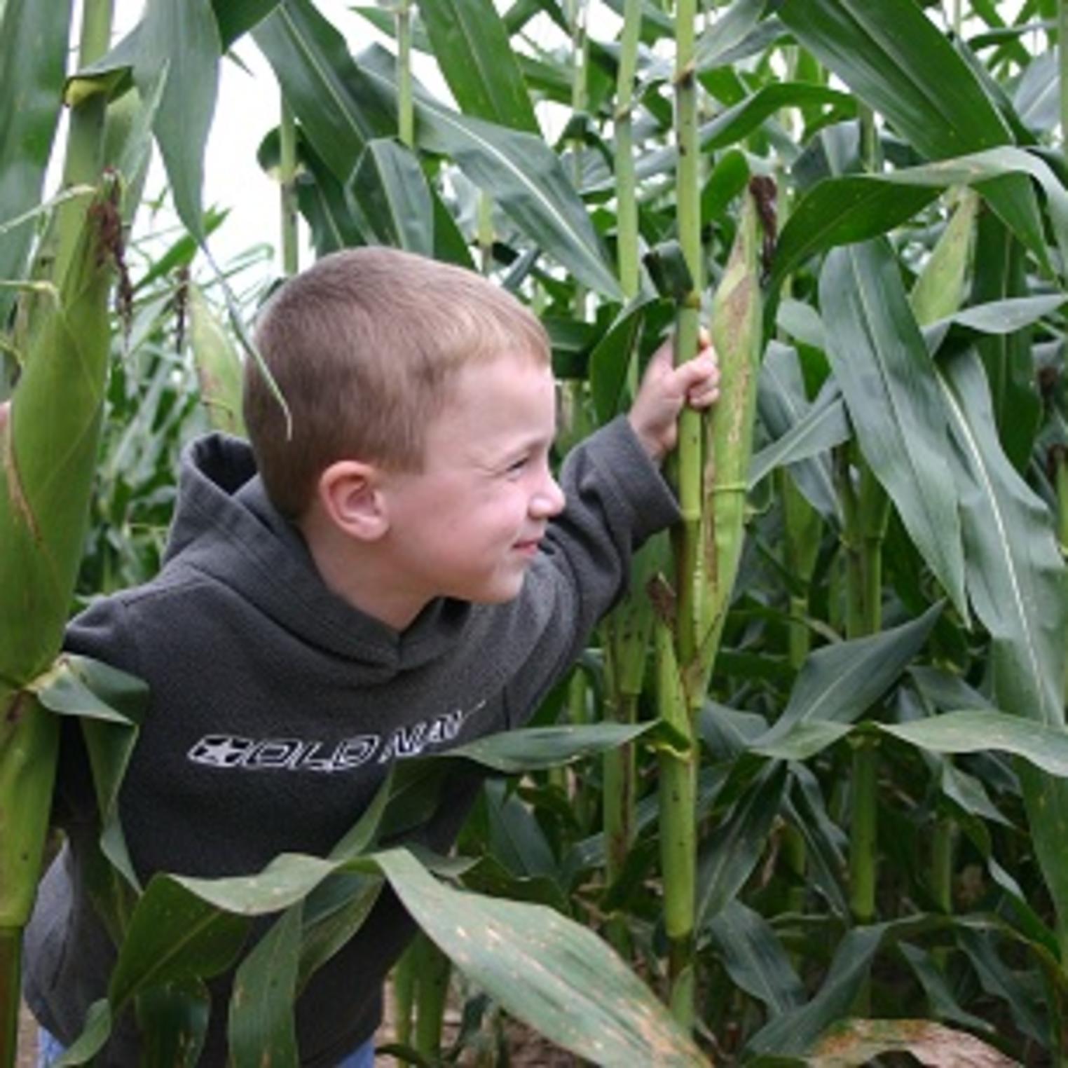 Stoner's Dairy Farm & Corn Maze