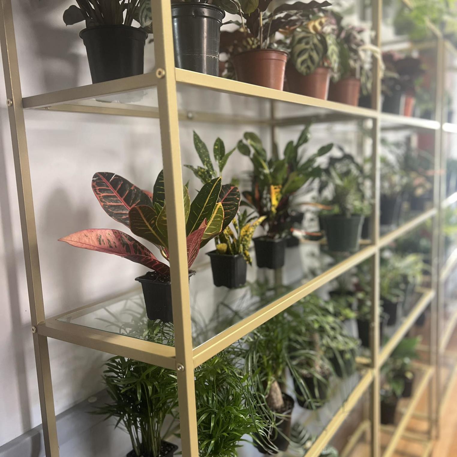 Seymour's Plant Boutique