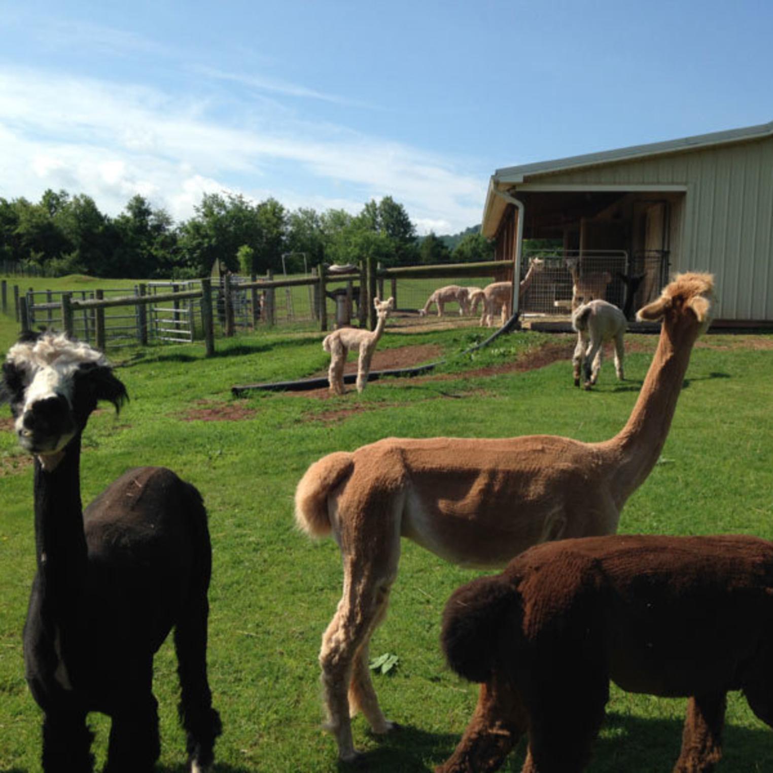 Starry Night Alpaca Farm