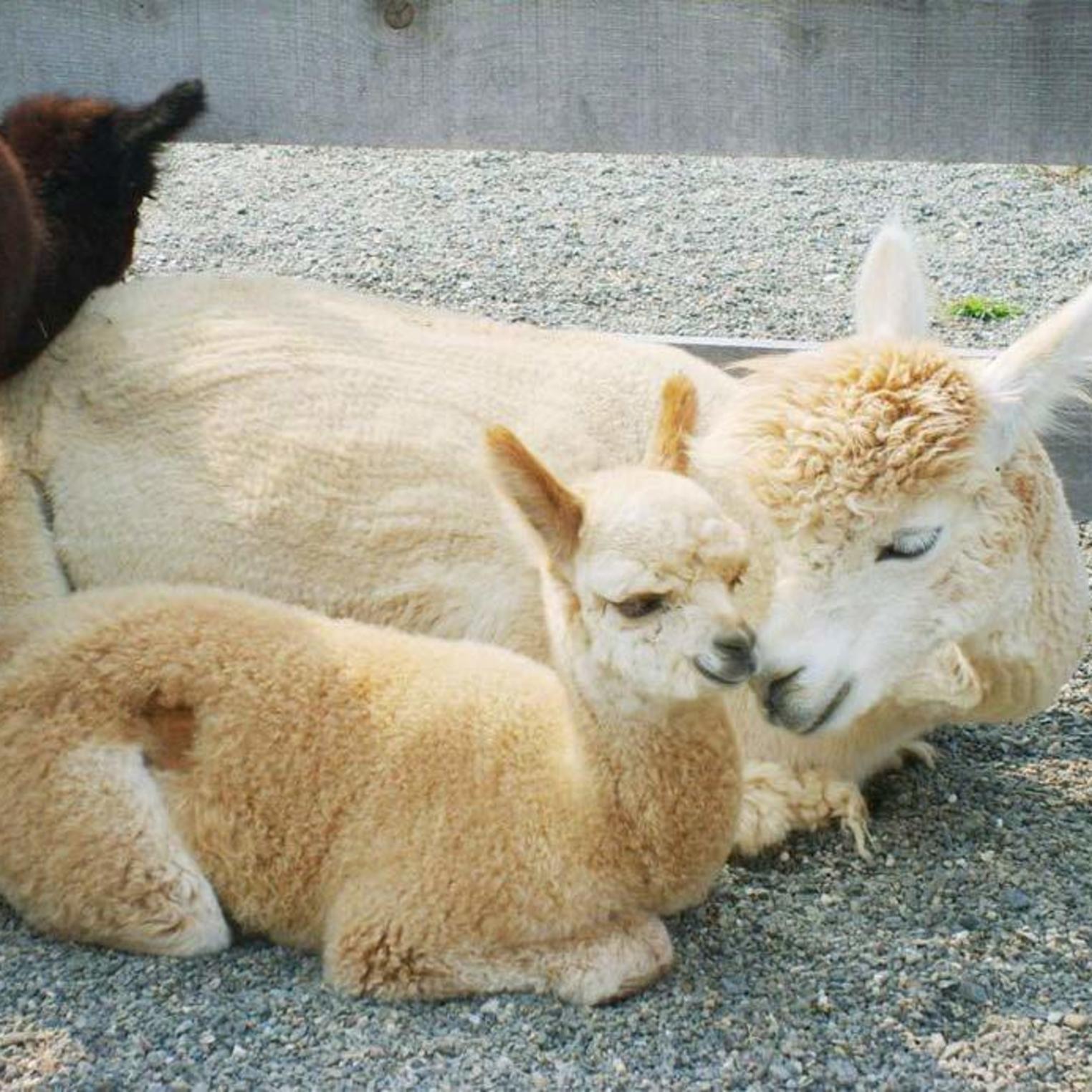 Starry Night Alpaca Farm