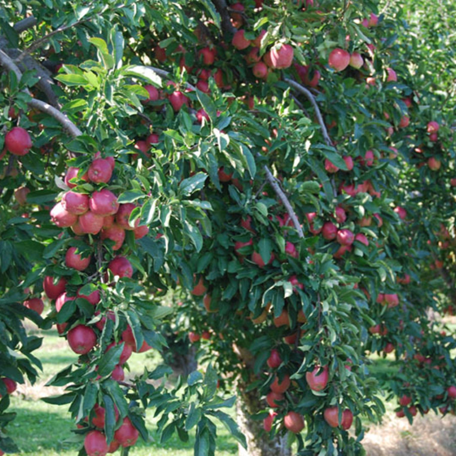 Apple Trees at Toigo Orchards
