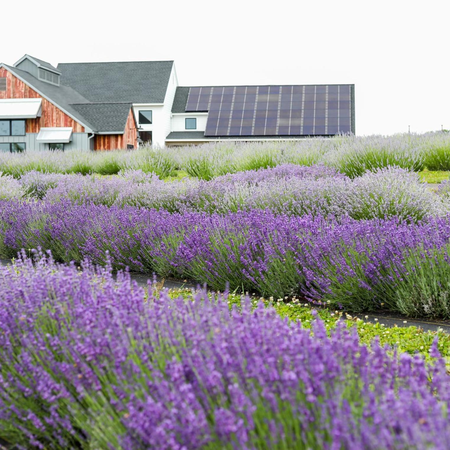 Within You Farm