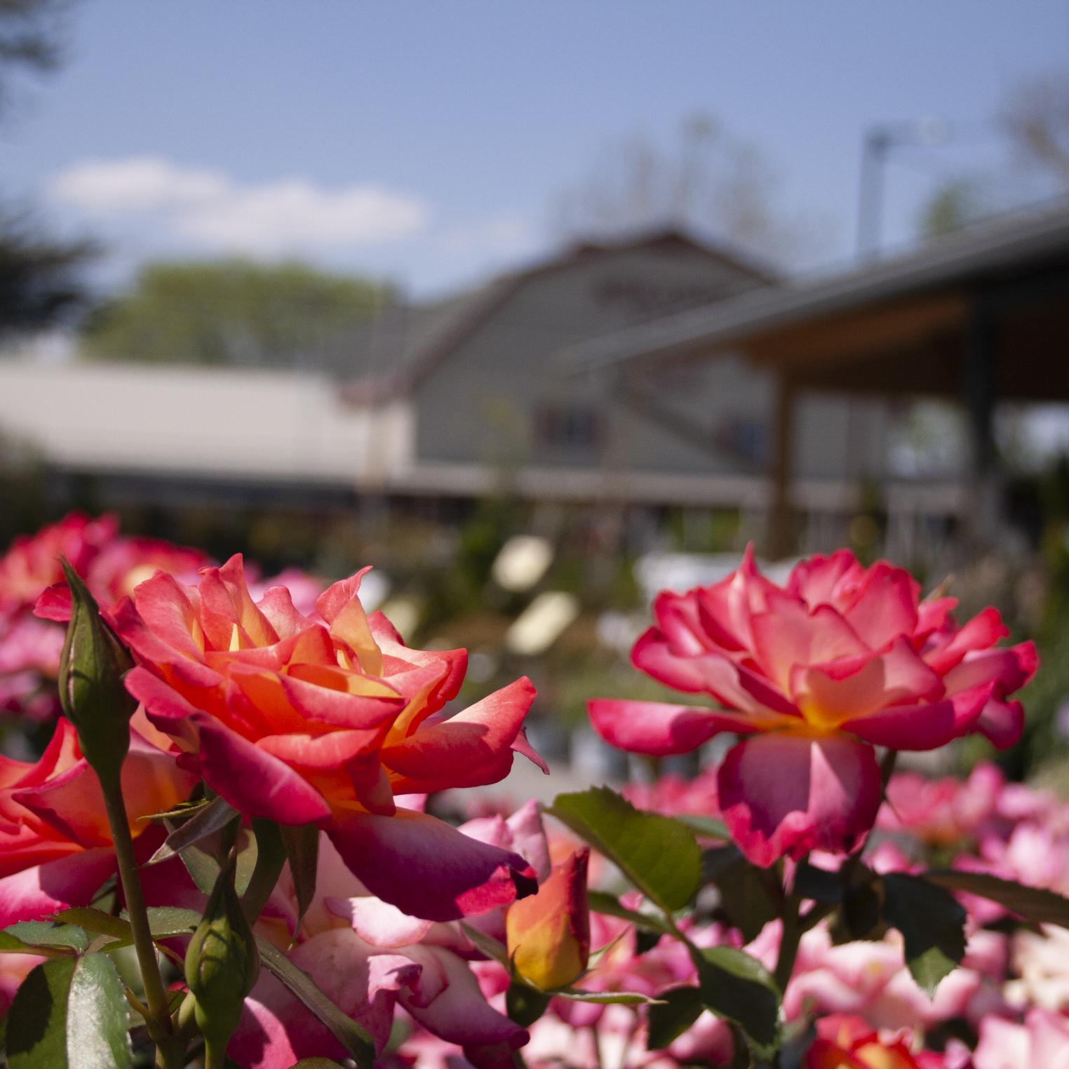 Roses in front on storefront