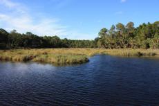 Bulow Creek State Park near Daytona Beach