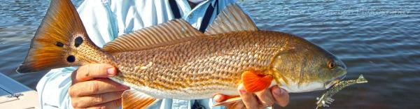 An angler holding a redfish 