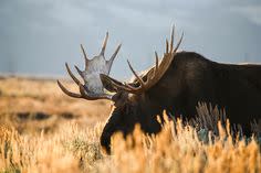 Moose grazing in tall brown grass