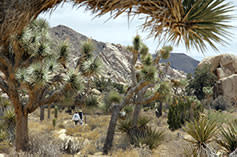 Joshua Tree National Park