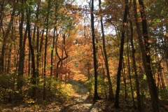 Monte Sano Fall