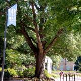 Tar Hill banner on Cameron Street, UNC Chapel Hill