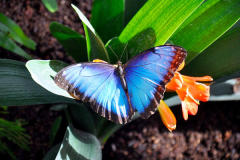 Butterfly Biosphere