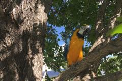 Wild Wonders