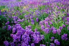 Wild Flowers
