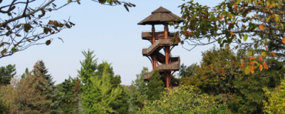 cox arboretum