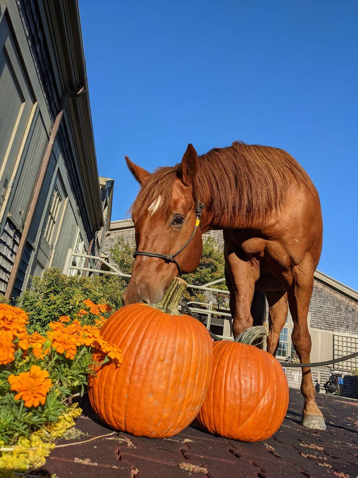 Martha’s Vineyard Chamber of Commerce Fall Activities Guide