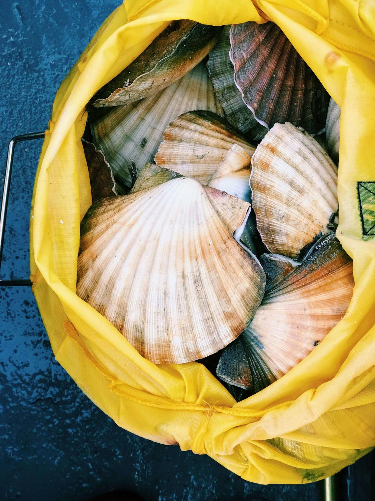 Rejoice, It’s Scallop Season: A Guide to Martha’s Vineyard’s Bay Scallops