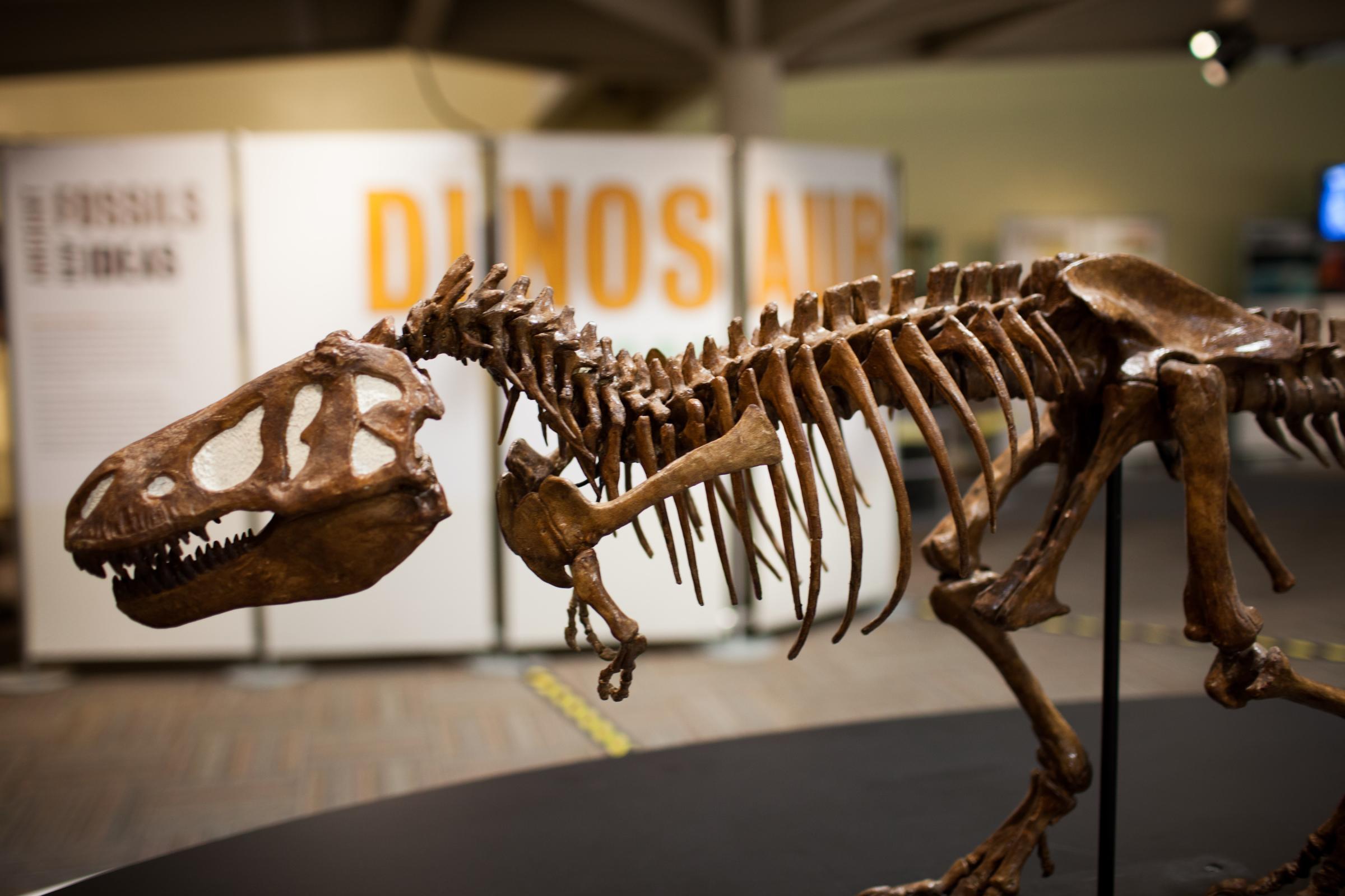T Rex