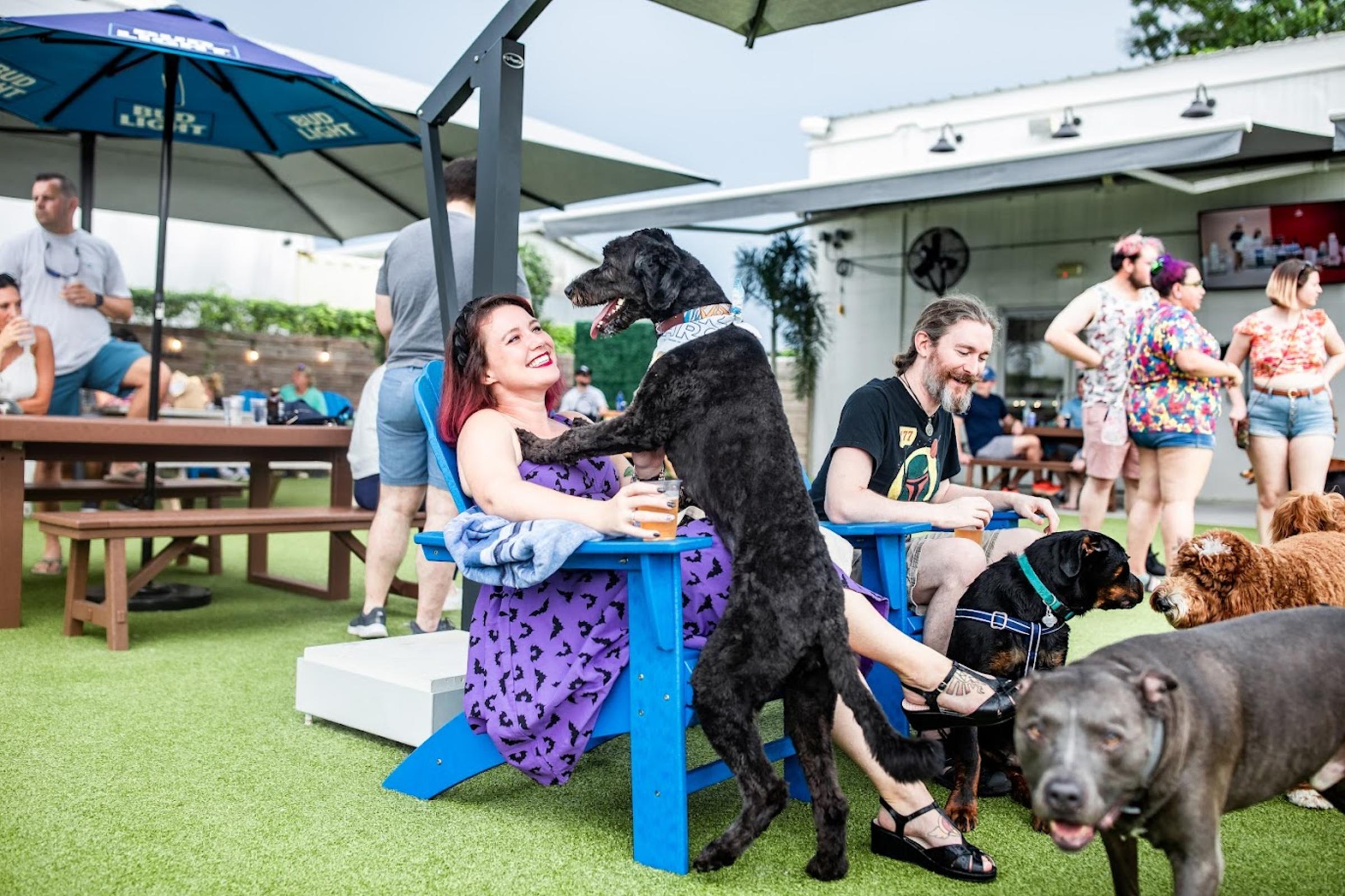 Dog on Person