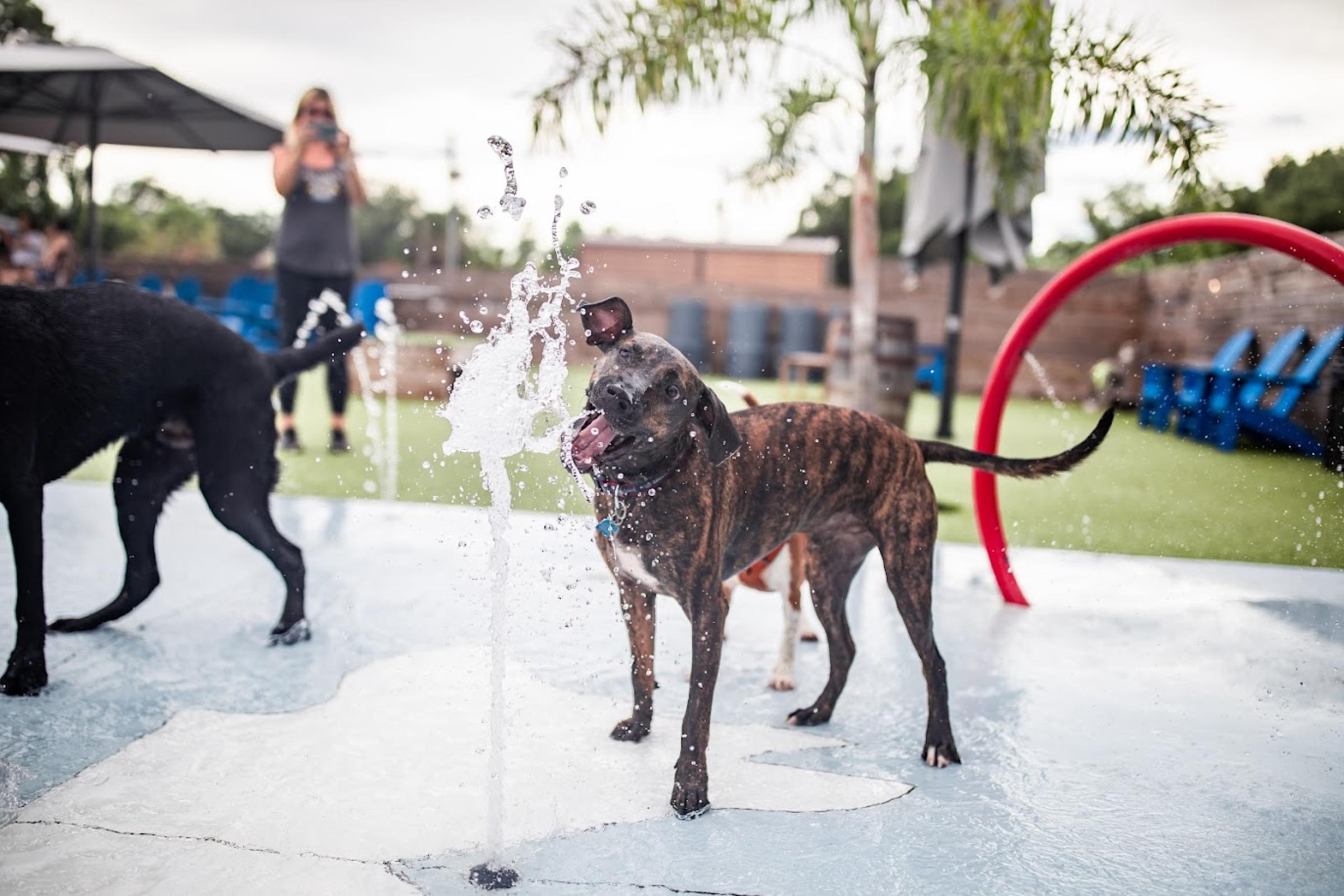 Dog in Water