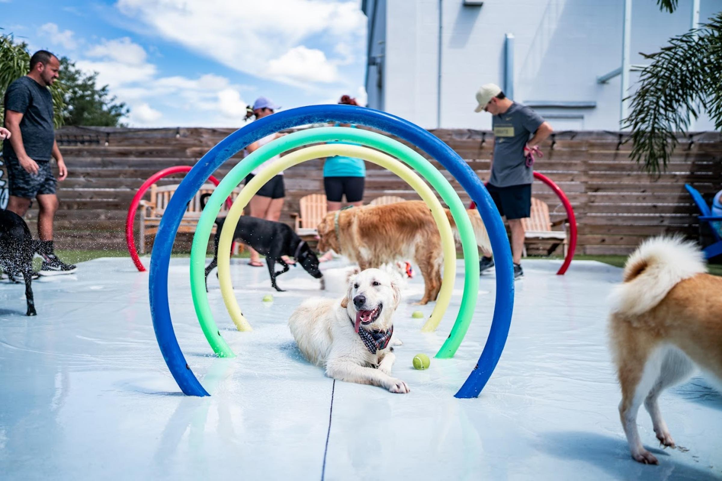 Dog Rainbow