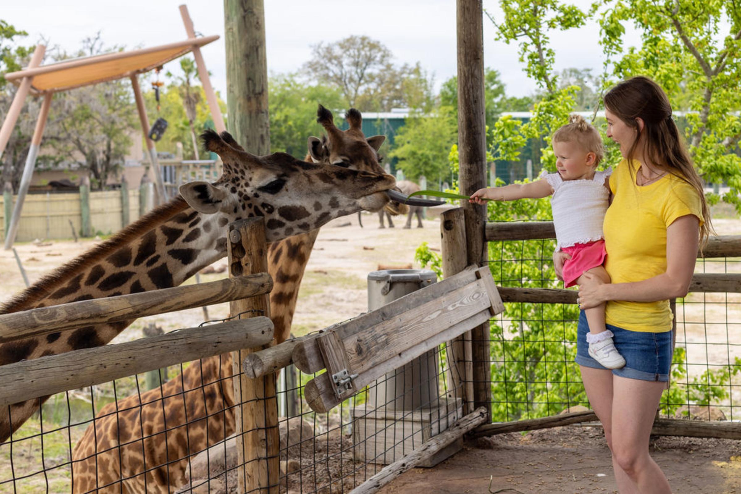 Giraffe Feeding