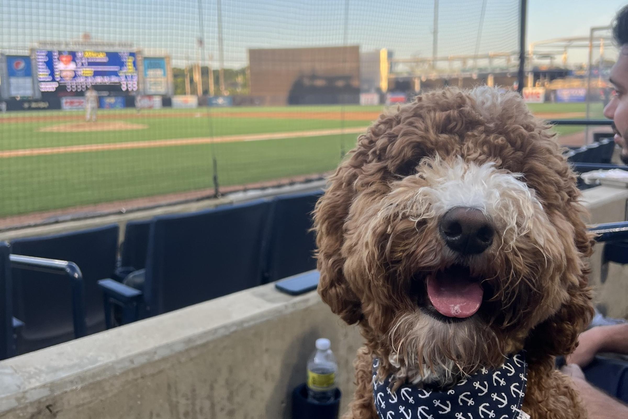 Tampa Tarpons - Tail Waggin' Tuesday