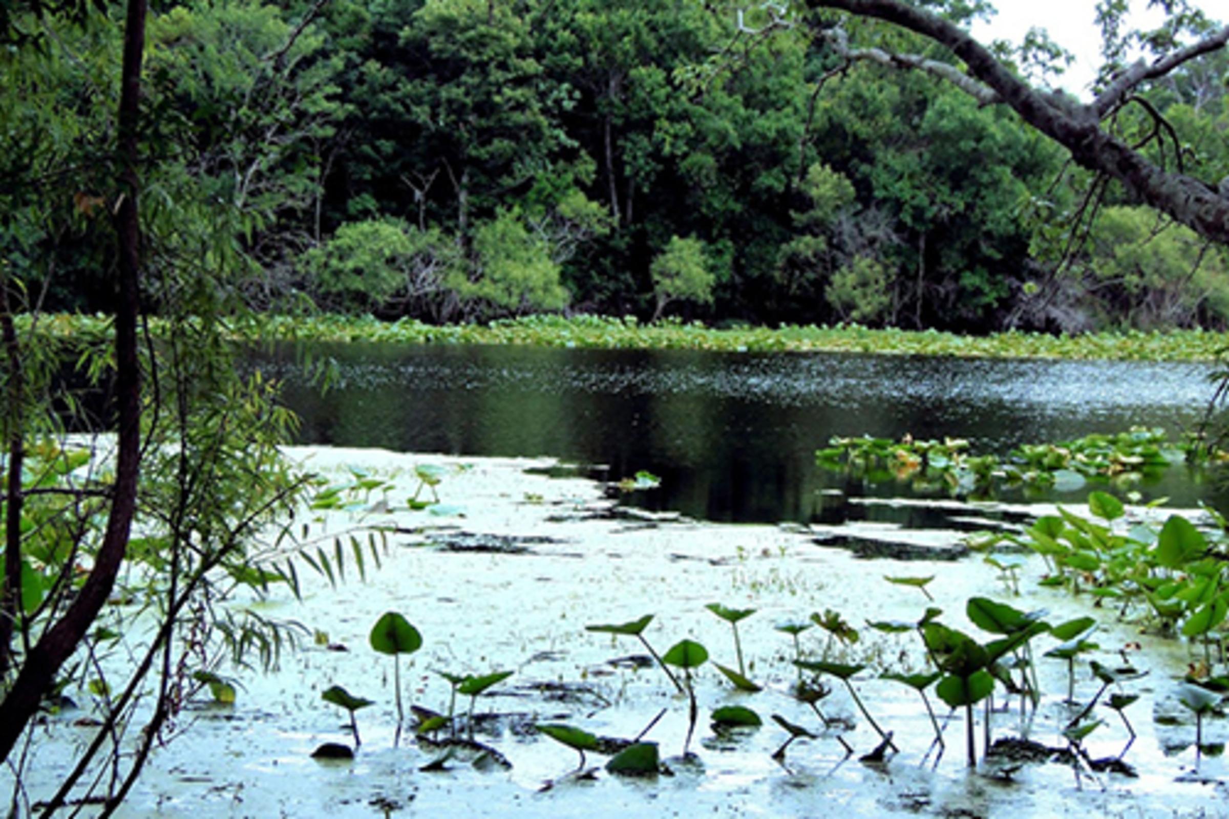 Al Lopez Park Image