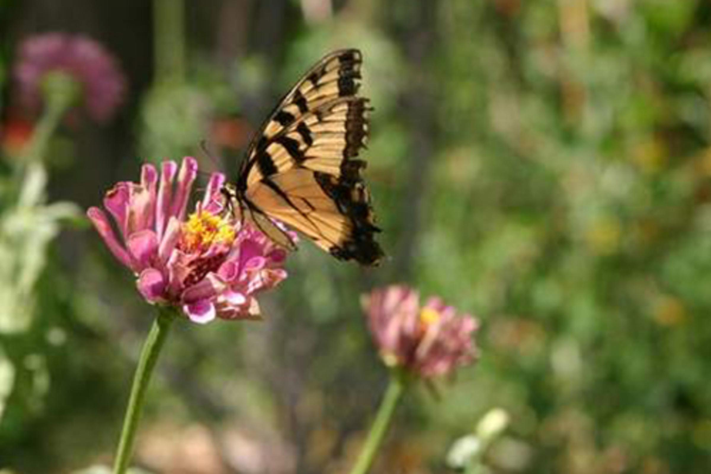 butterfly
