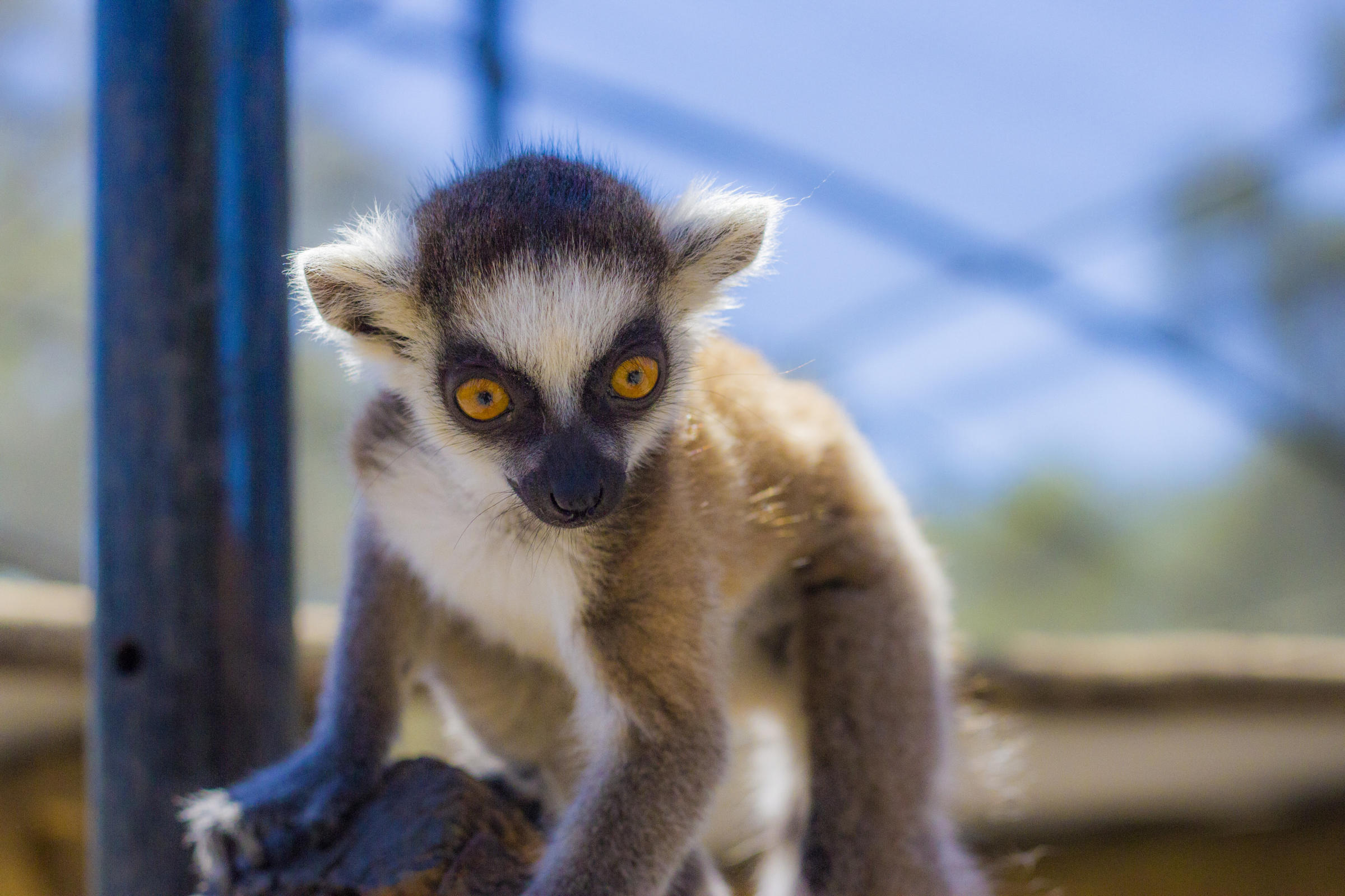 Baby Lemur at Giraffe Ranch