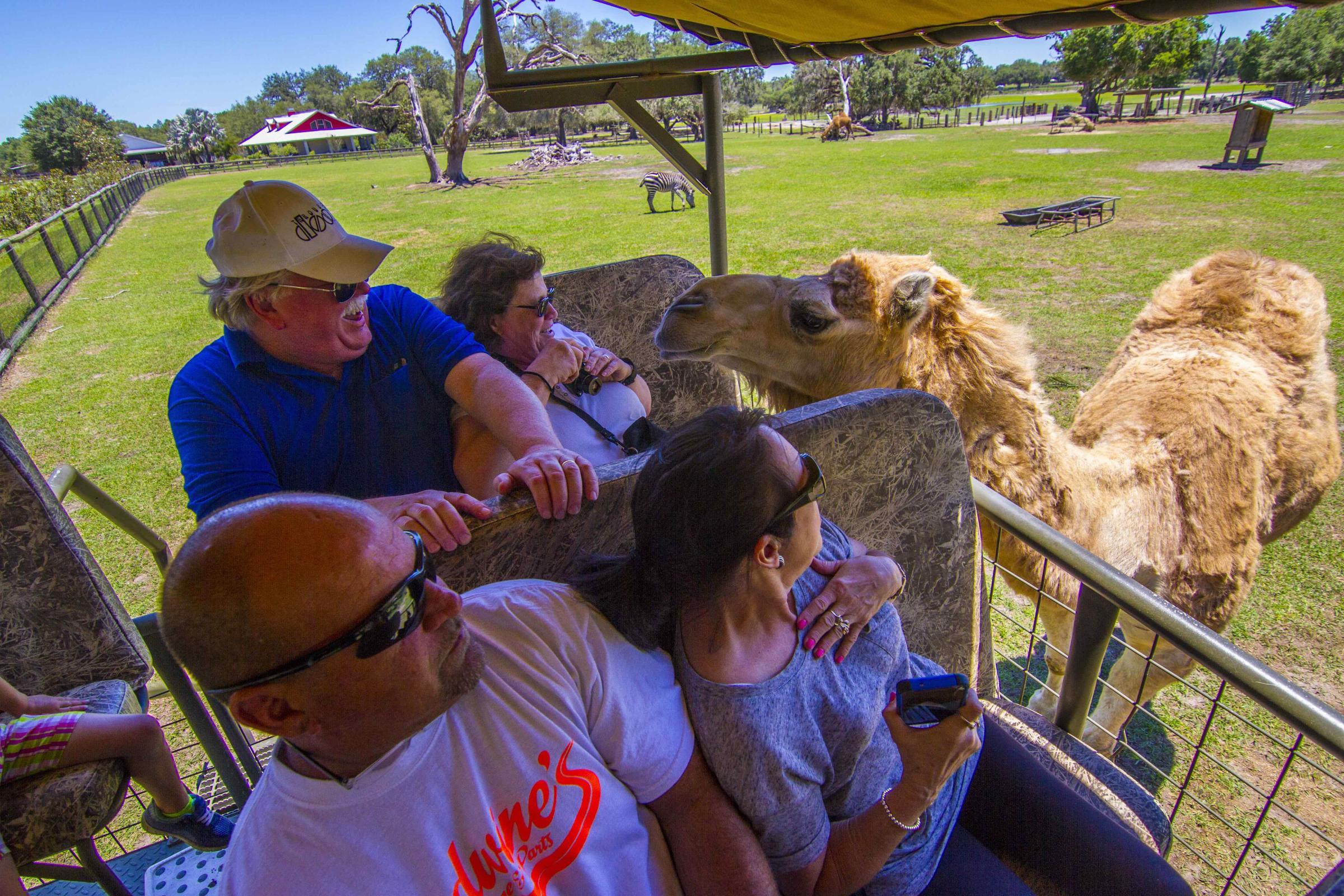 Camel at Giraffe Ranch