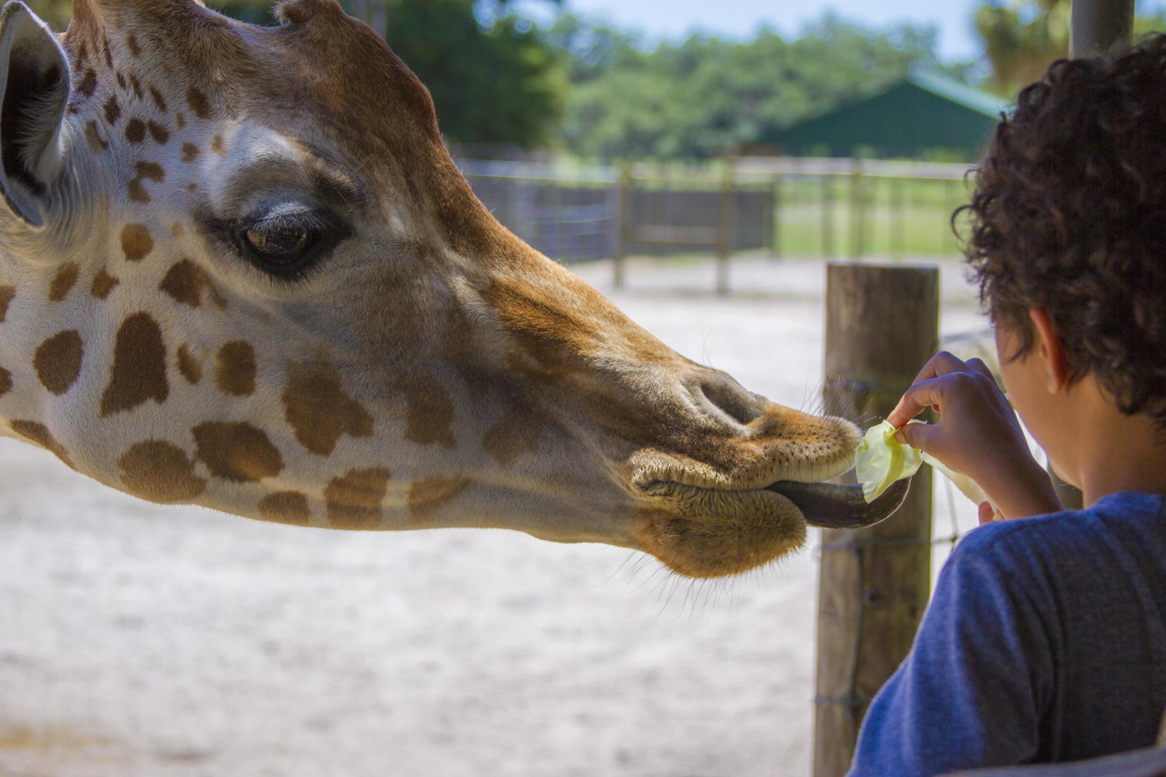 Giraffe Feeding at Giraffe Ranch