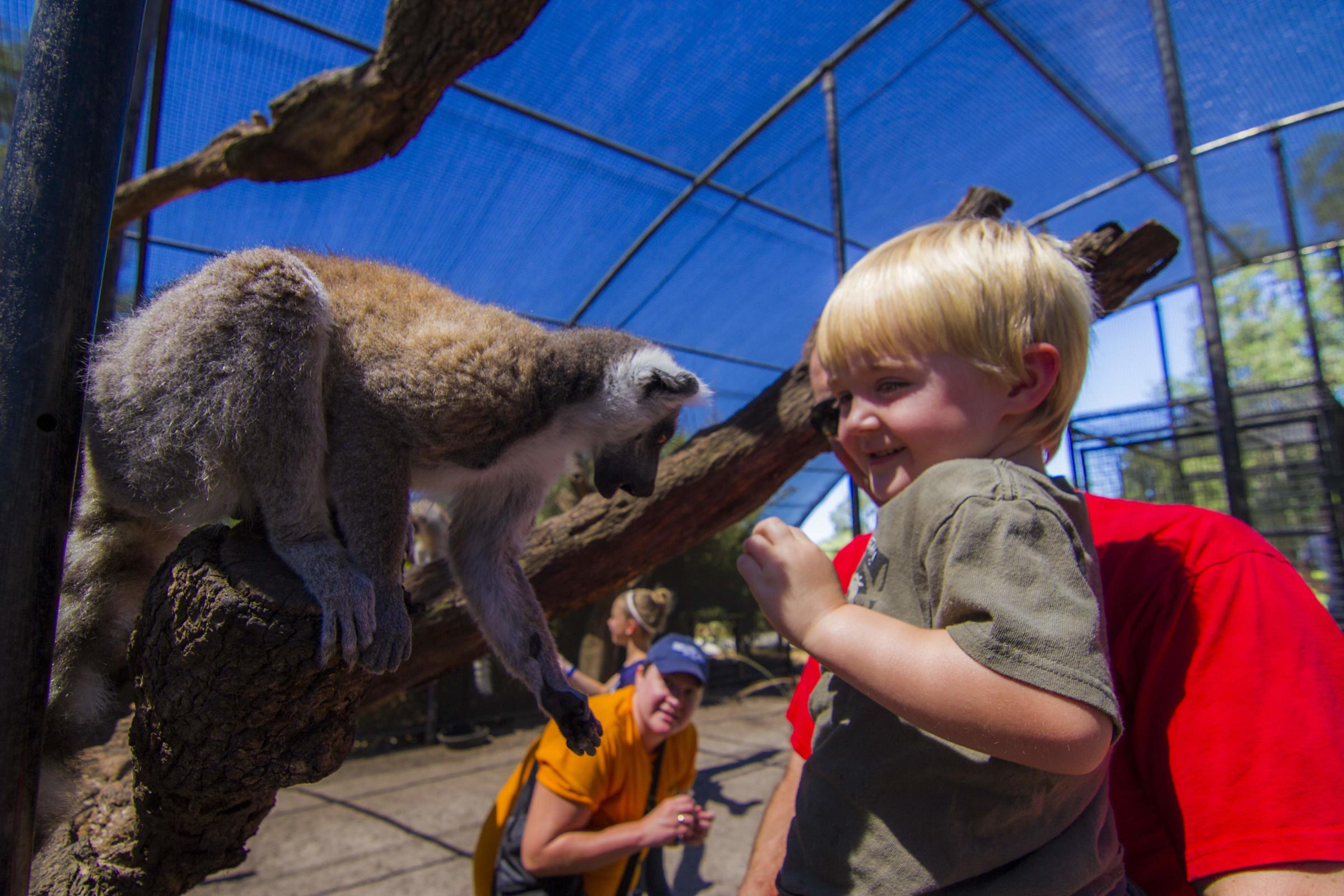 Lemur Feeding at Giraffe Ranch