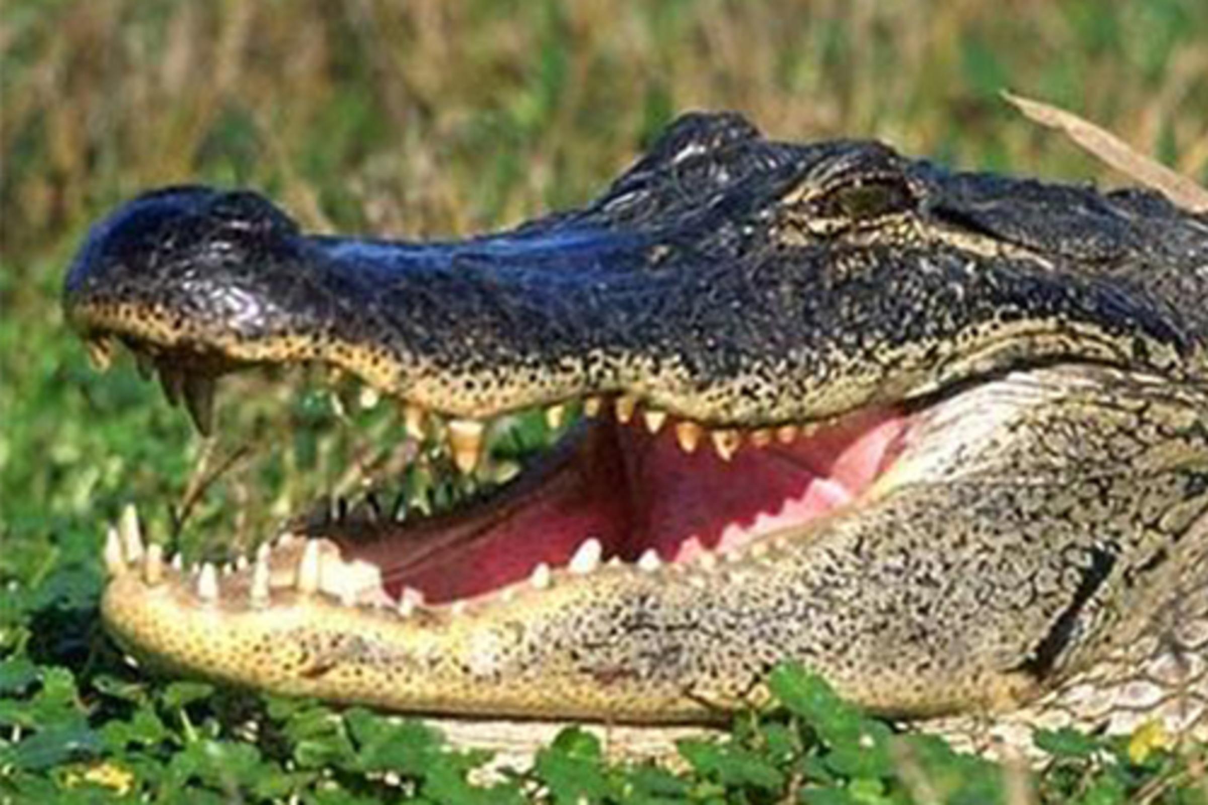 Gator