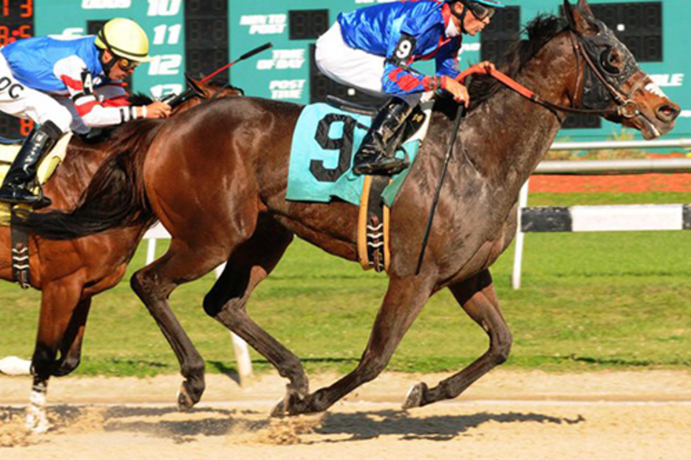 Tampa Bay Downs