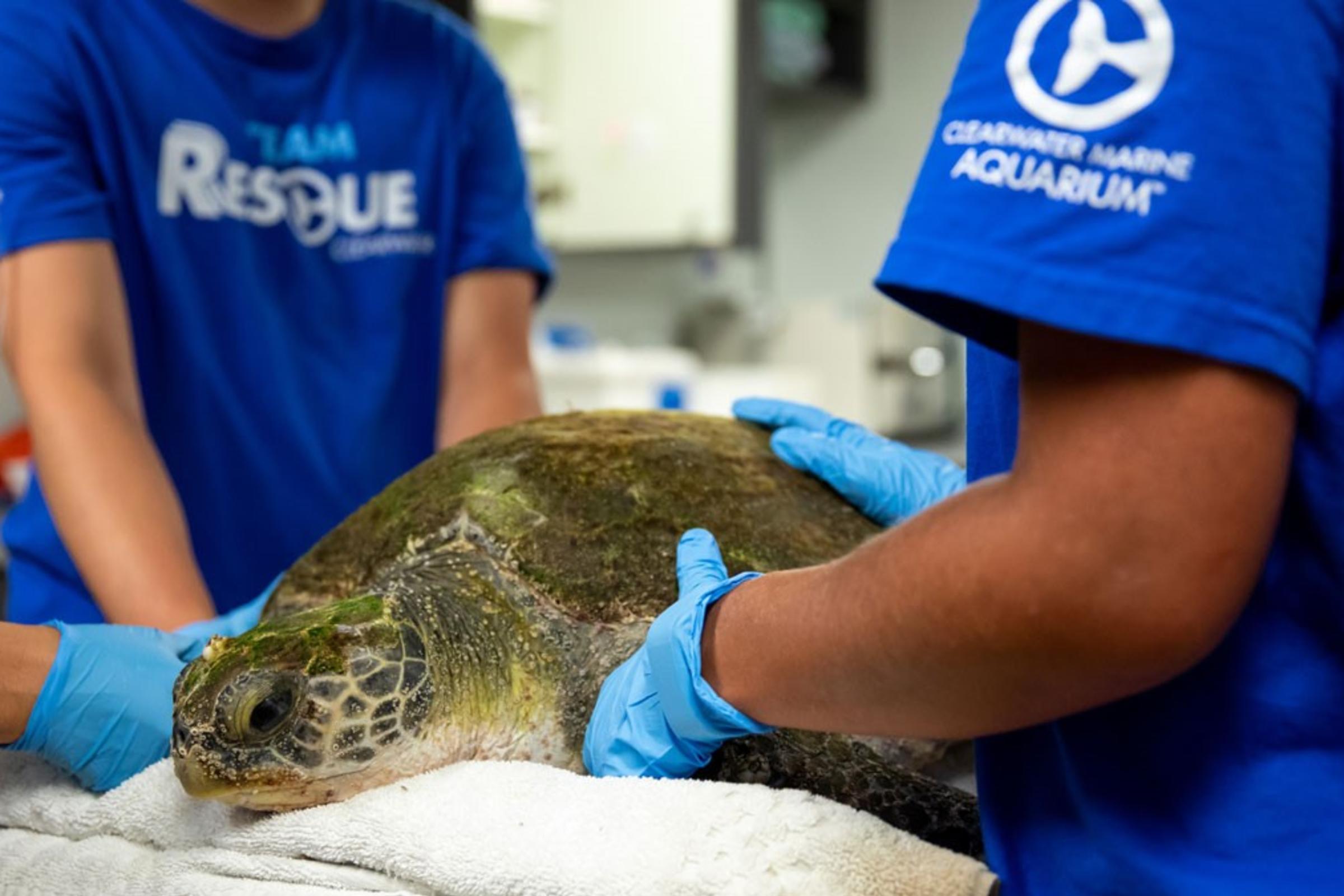 Marine Life Hospital
