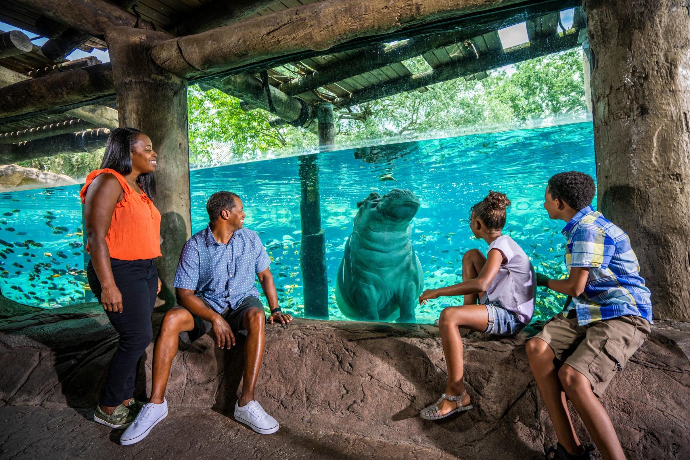 Hippos