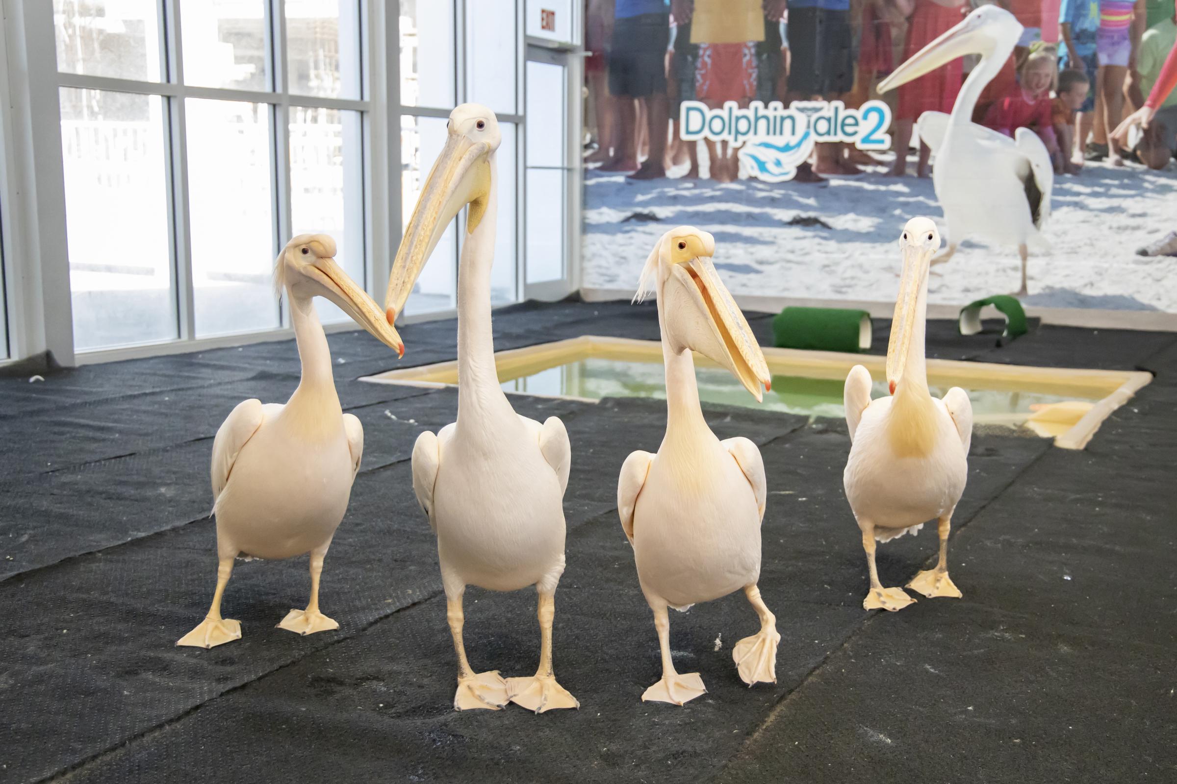 Rescued Pelicans