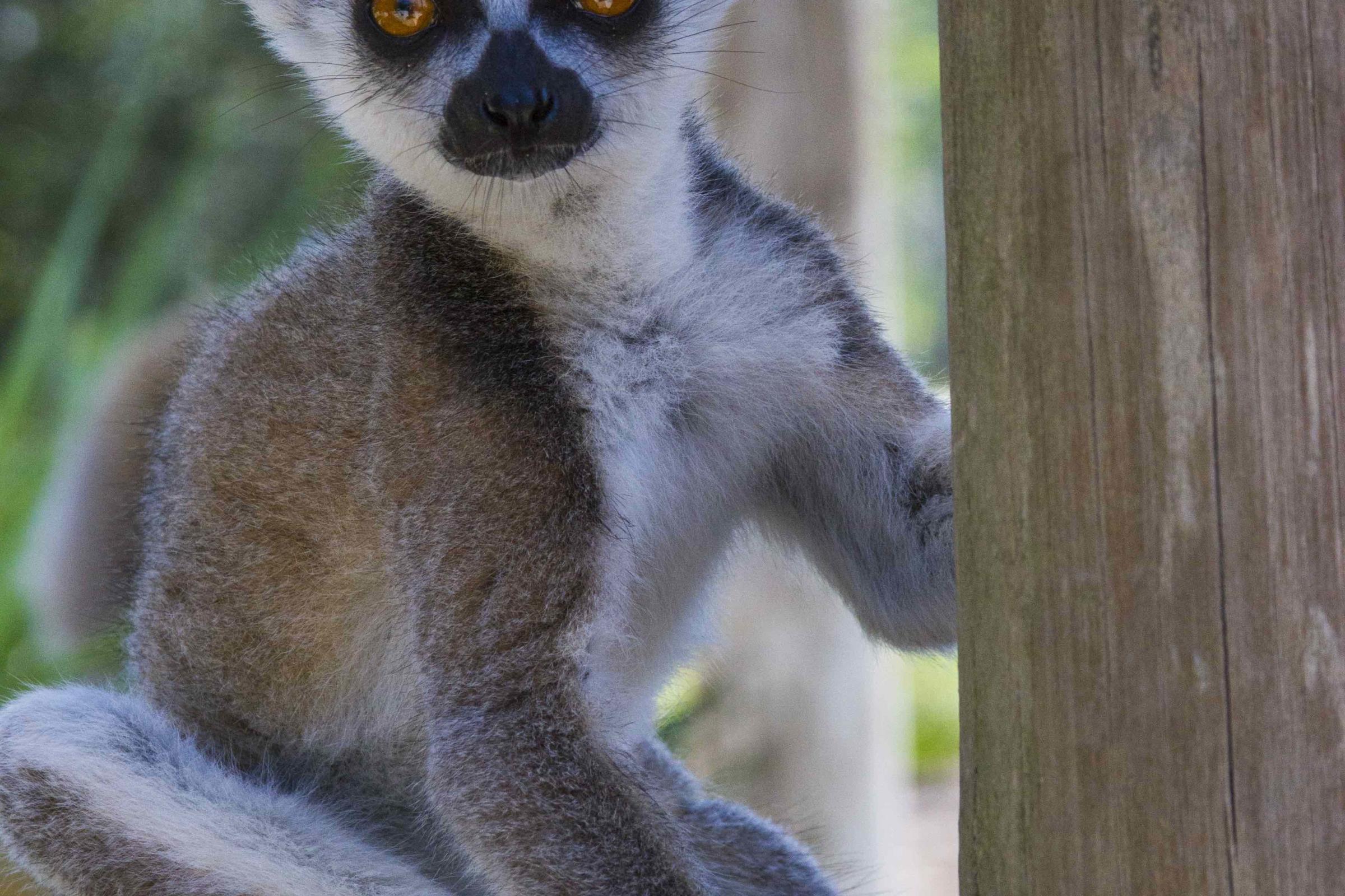 Safari Wilderness in Lakeland