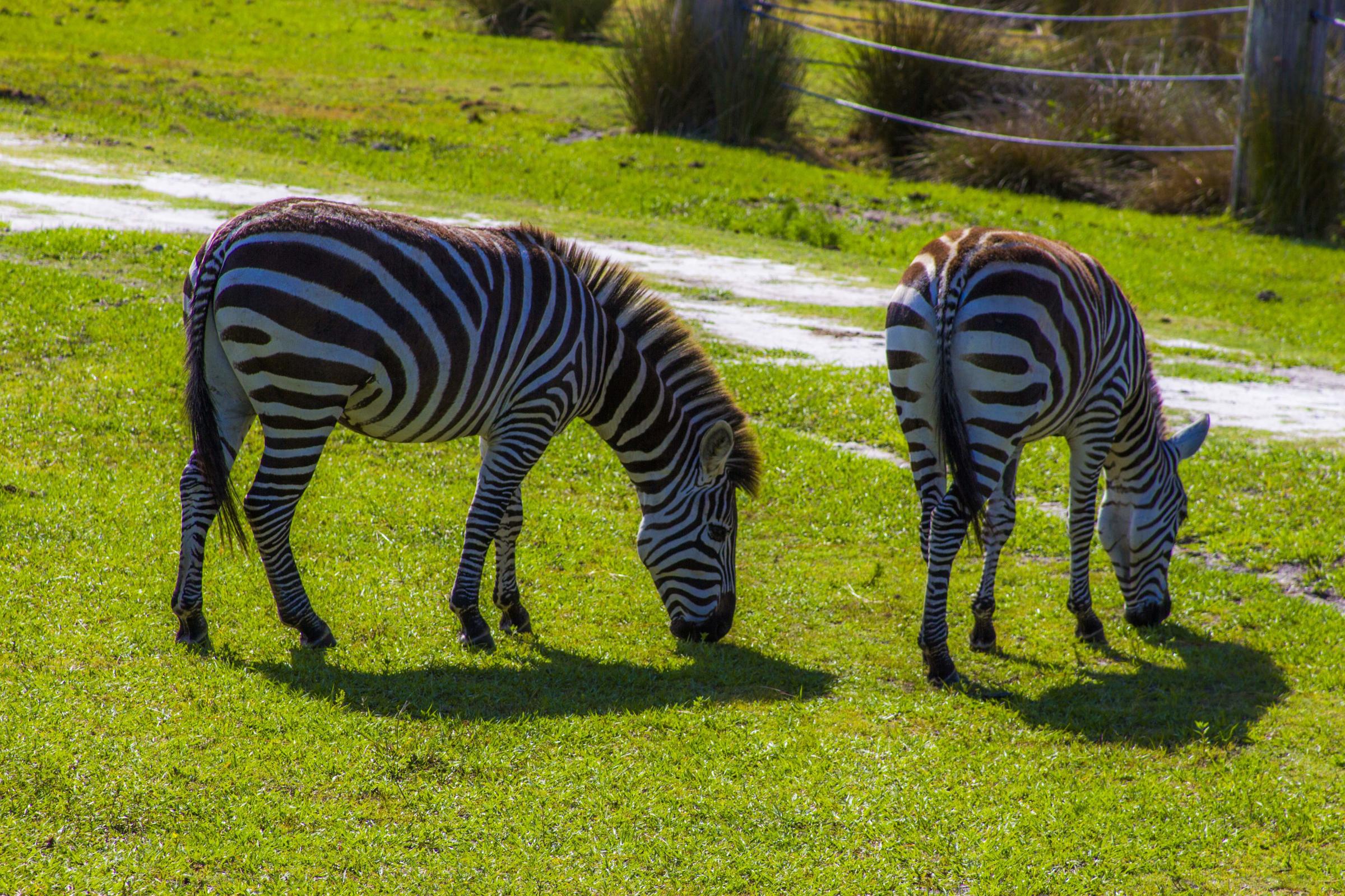 Safari Wilderness