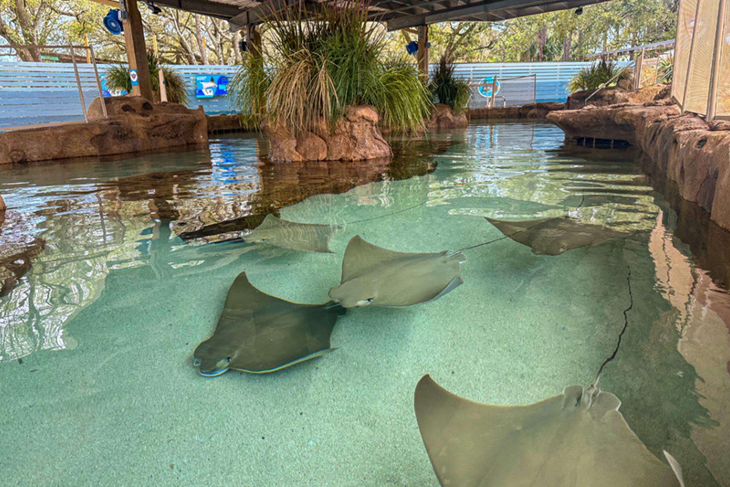 Stingray Shores