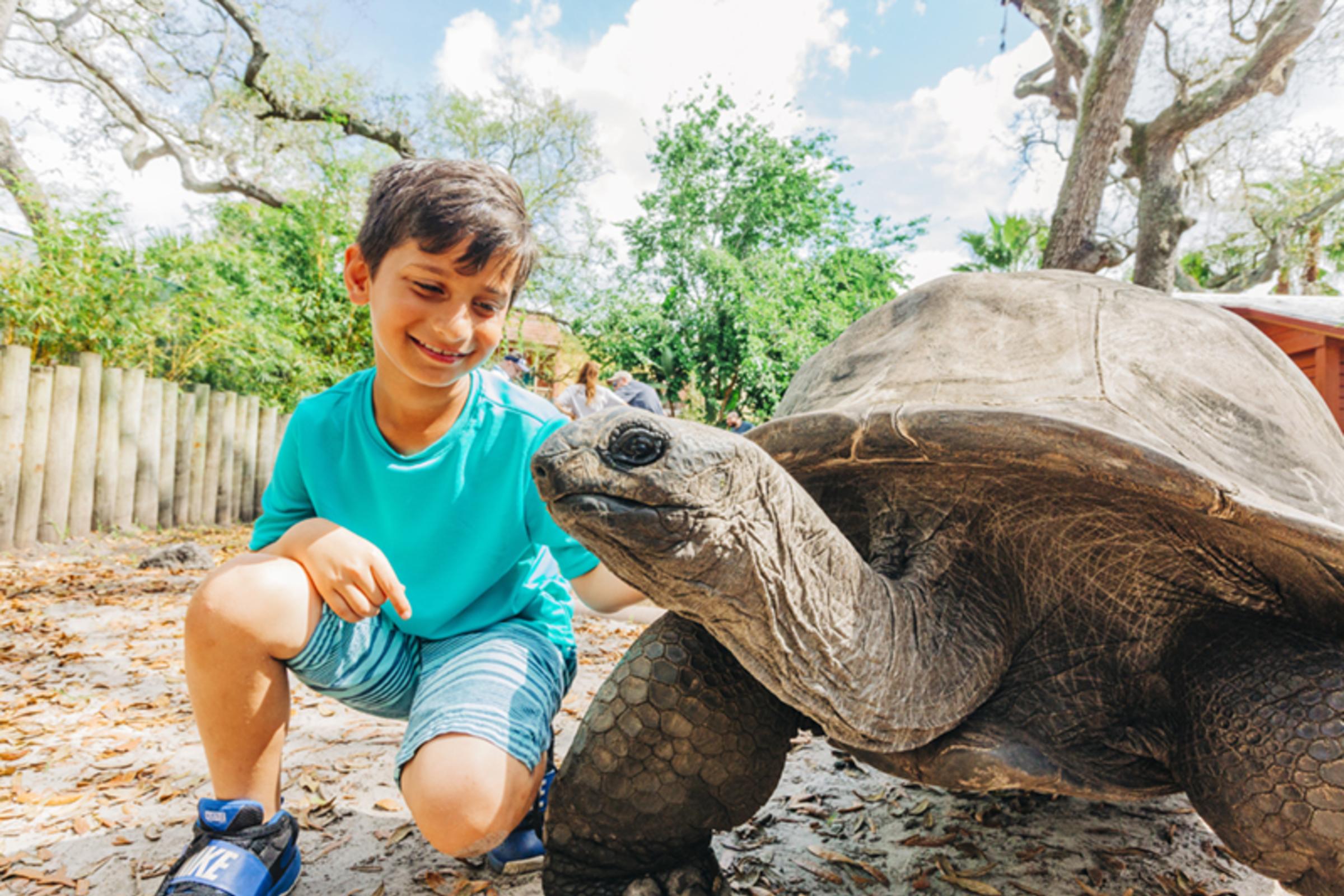 Tortoise Encounter