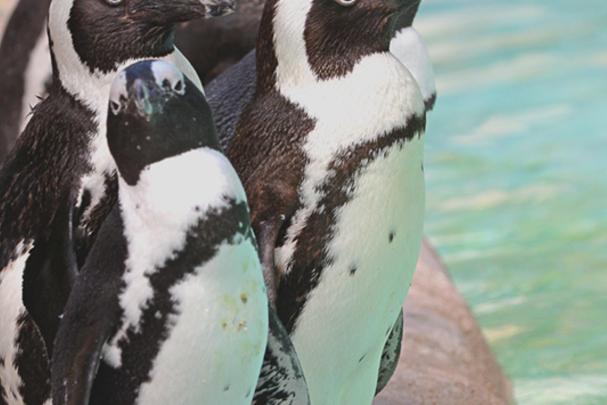 African Penguins