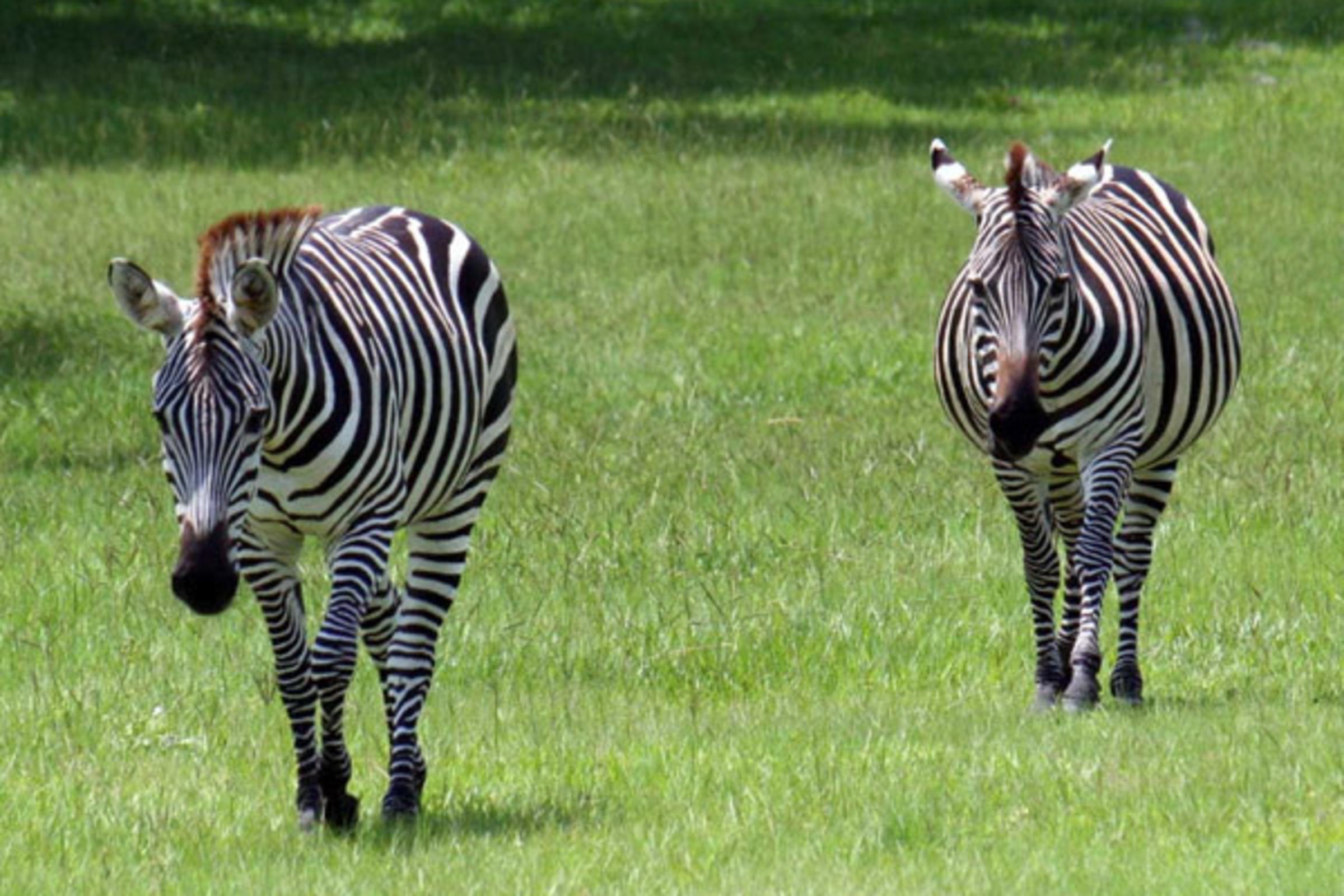 Zebras at the Giraffe Ranch
