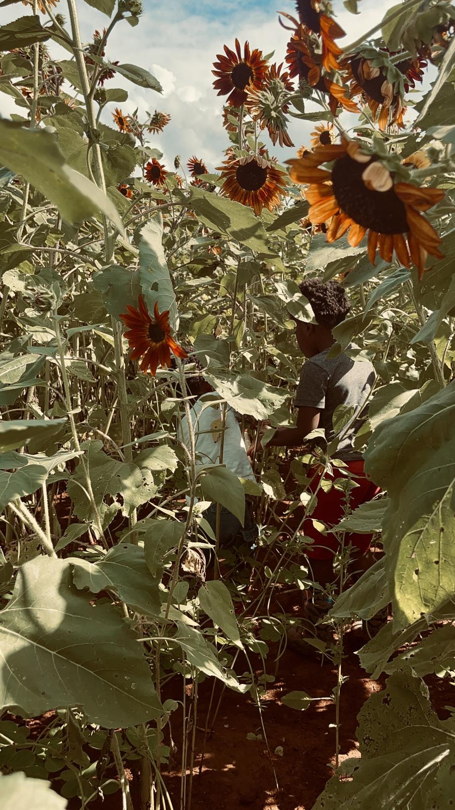 Hubert Family Farm Sunflowers Zenovia