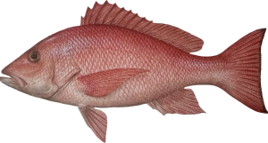 Snapper